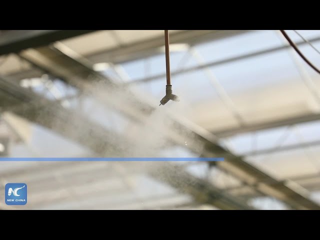 ⁣Abandoned mines in Shandong now blooming greenhouses