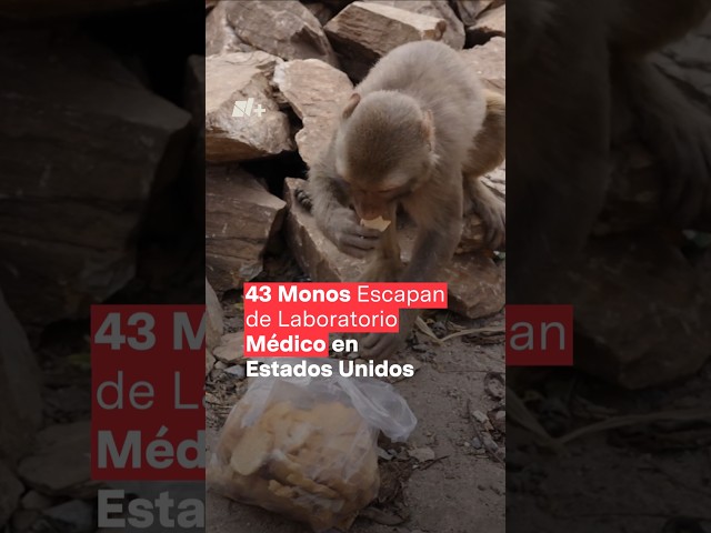 ⁣43 monos escapan de laboratorio médico de Estados Unidos - N+ #Shorts