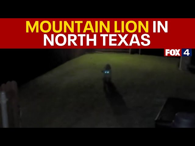 ⁣Frisco Mountain Lion: Camera spots big cat in homeowner's backyard