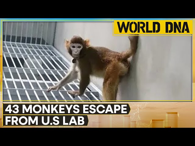 ⁣43 Monkeys Remain On The Run From South Carolina Lab, CEO Thinks They're Having An Adventure | 