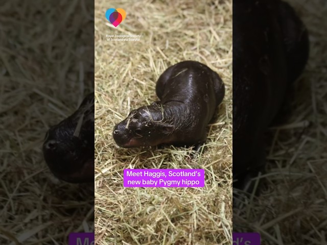 ⁣Pygmy hippo born in Scotland’s Edinburgh Zoo named Haggis #shorts