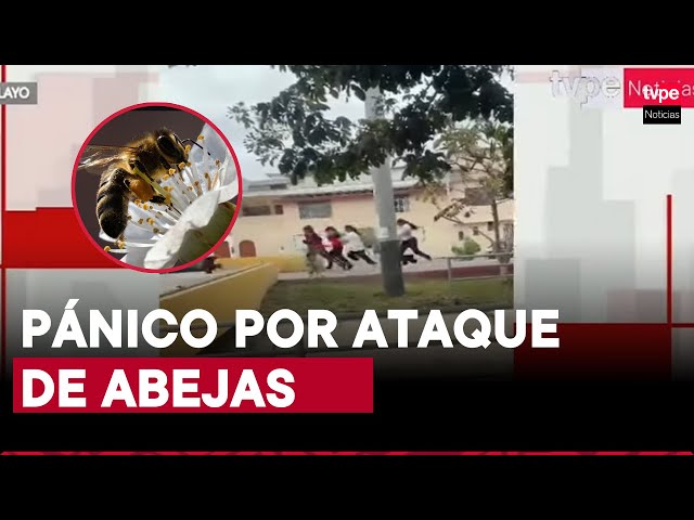 ⁣Chiclayo: escolares y pobladores son atacados por abejas