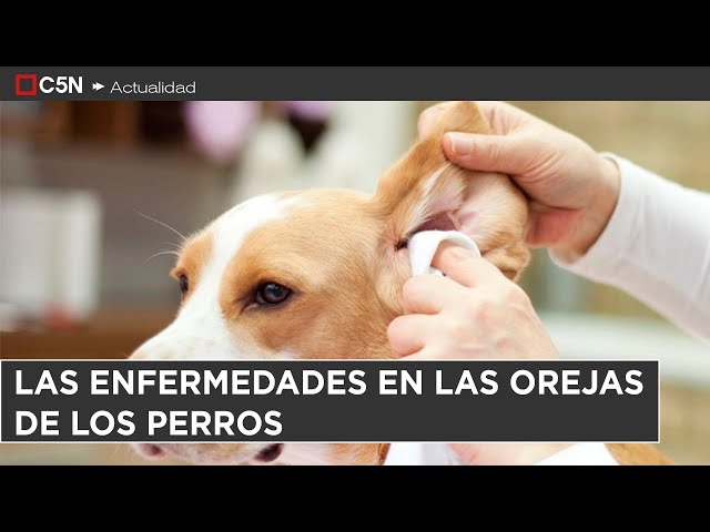 ⁣Los PERROS y las ENFERMEDADES de las OREJAS