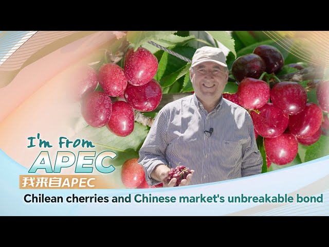 ⁣I'm from APEC: Chilean cherries and Chinese market's unbreakable bond