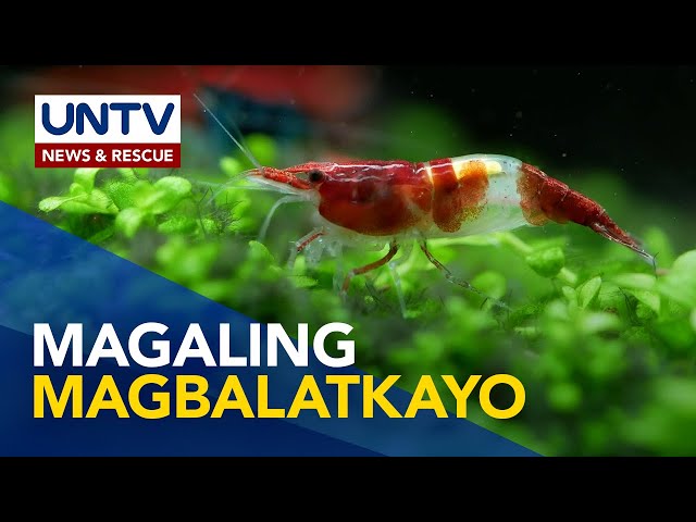 ⁣Alamin: mga kamangha-manghang katangian ng hipon o shrimp | Wonders of Creation