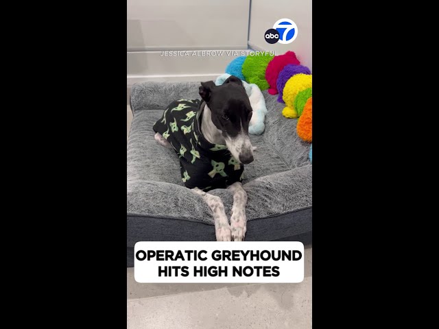 ⁣Operatic greyhound hits high notes