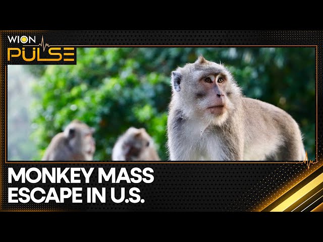 ⁣43 Monkeys Escape South Carolina Research Facility | Latest News|  WION Pulse