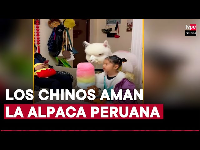 ⁣La alpaca peruana causa furor en China: es considerada mascota y sus artesanías son un éxito total