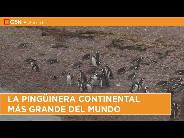 ⁣C5N en PUNTA TOMBO, una de las MARAVILLAS de CHUBUT