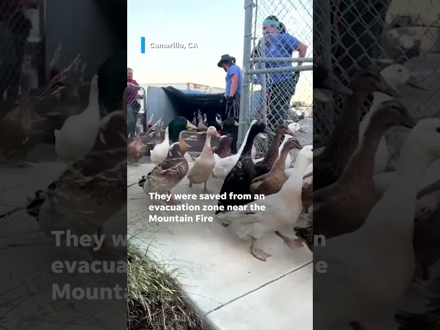 ⁣Dozens of ducks saved from the Mountain Fire #Shorts