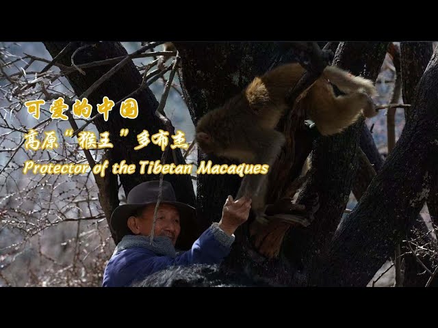 ⁣Tobgye: Protector of the Tibetan macaques