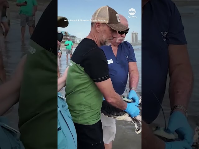 ⁣Rare sea turtle released to Gulf of Mexico after 5,000-mile journey