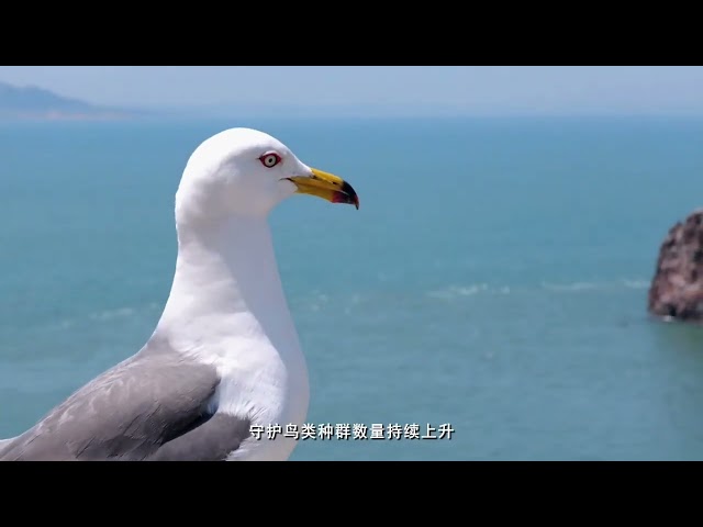 ⁣Discover the Majestic 'Gull Kingdom' on Hailu Island:A Haven for Black-Tailed Gulls & 