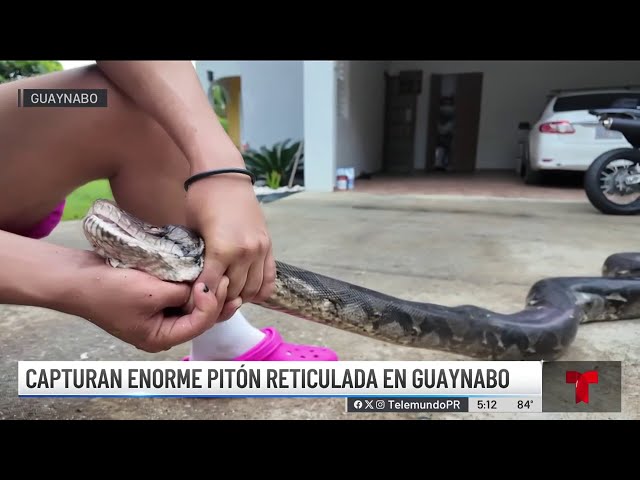 ⁣“Fuerza descomunal”, ciudadanos narra cómo capturaron enorme serpiente