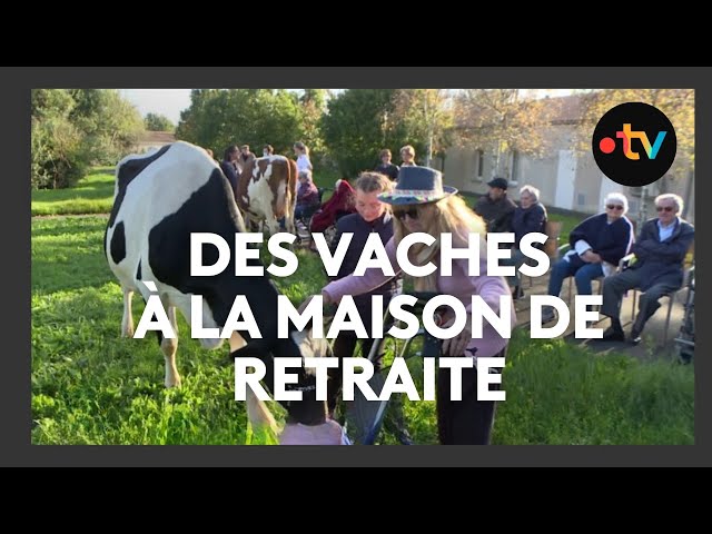 ⁣Des vaches à la maison de retraite