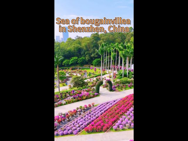 ⁣Bougainvillea show held in China's Shenzhen