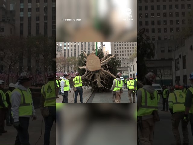 ⁣Rockefeller Center Christmas Tree arrives in New York City