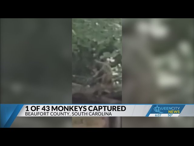 ⁣1 of 43 escaped monkeys captured in South Carolina