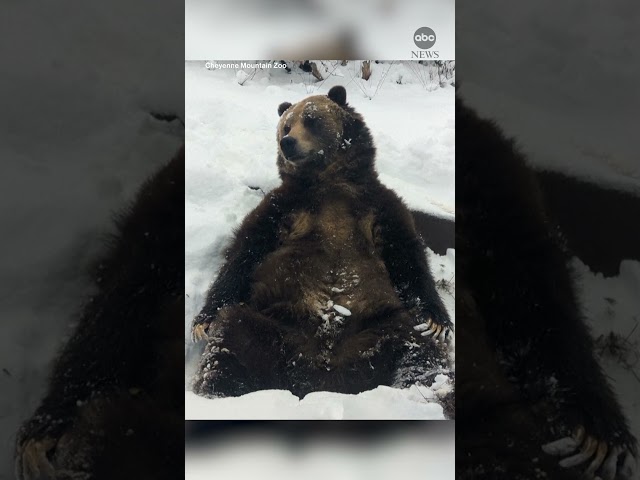 ⁣Bear enjoys snow day at Colorado zoo