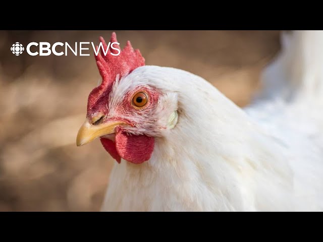 ⁣B.C. investigating 1st presumptive human case of avian flu in Canada