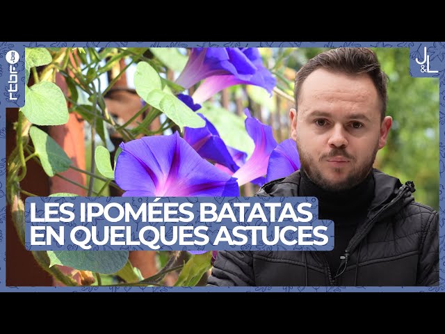 ⁣Ipomées batatas : culture et entretien de ces belles plantes exotiques | Jardins et Loisirs