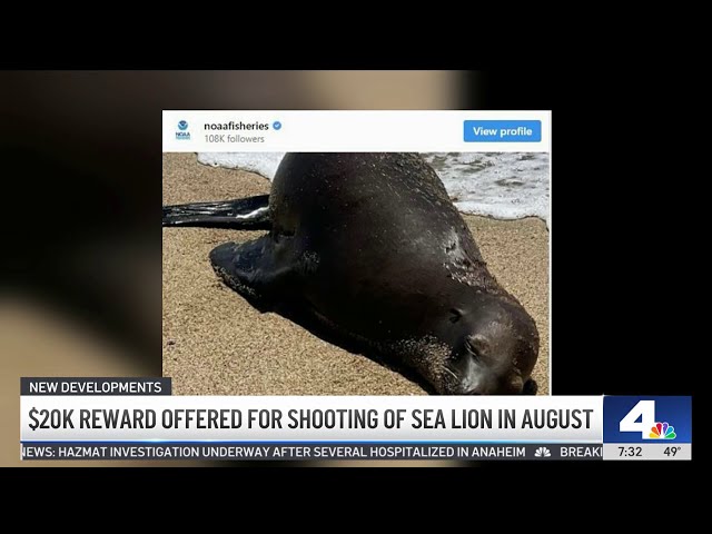 ⁣Reward offered to find person who killed sea lion in Orange County