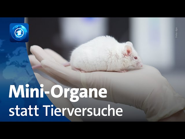 ⁣Forschung: Mini-Organe sollen Tierversuche ersetzen