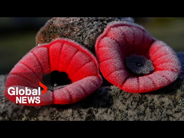 ⁣Remembrance Day: Veterans sell poppies on Amazon to boost campaign reach