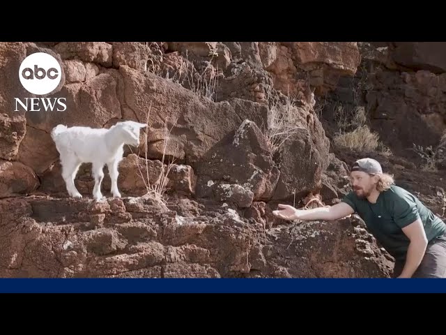 ⁣Baby goat rescued after being stranded for days on a cliff in Hawaii