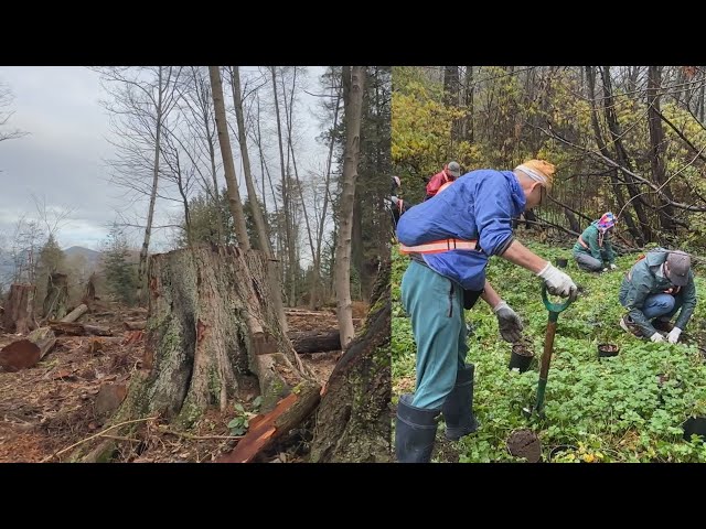 ⁣Volunteers plant native shrubbery in Stanley Park to help restore forest