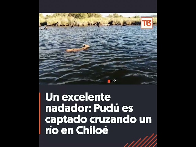 ⁣Un excelente nadador: Pudú es captado cruzando río en Chiloé