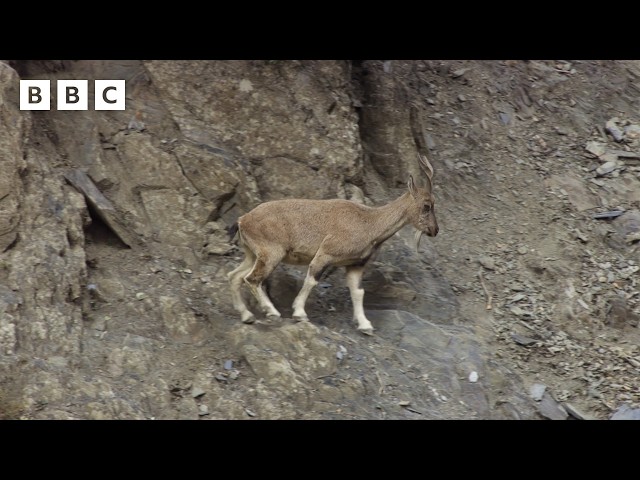 ⁣Markhor mountain goats battle on a cliff edge  - BBC