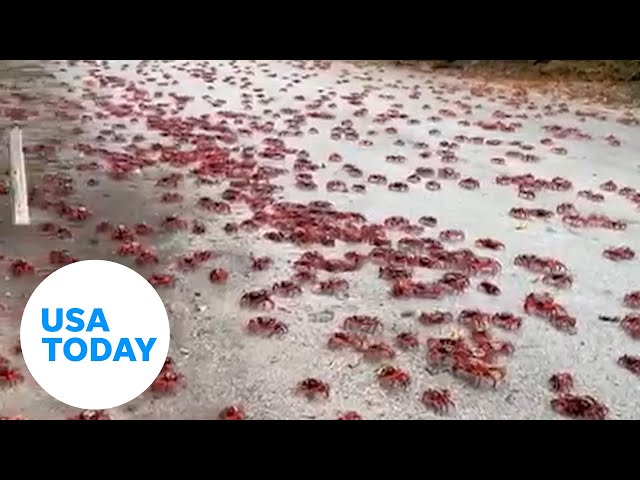 ⁣Millions of red crabs begin migration on Christmas Island, Australia | USA TODAY