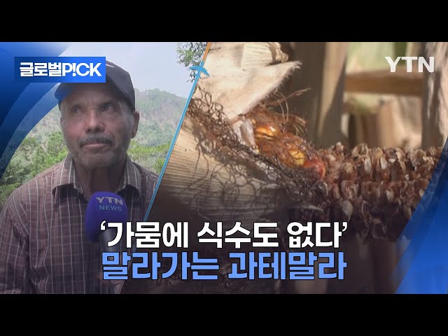 ⁣[반복재생] '옥수수 말라 비틀어졌다'...사람도 이틀에 한 번 물 마시는 과테말라 상황