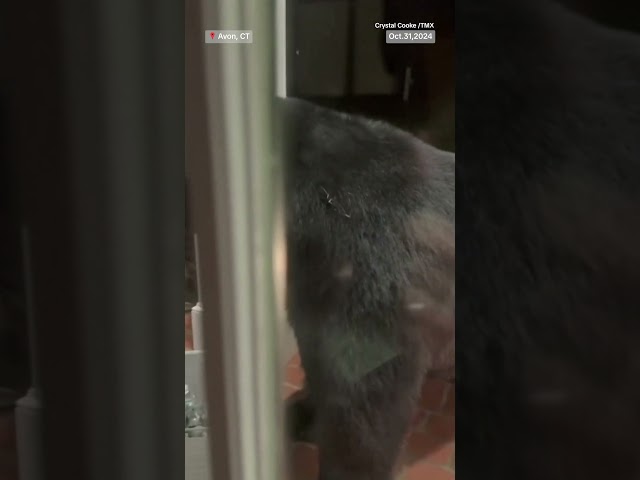 ⁣Black bear bandit makes sweet escape with Halloween candy