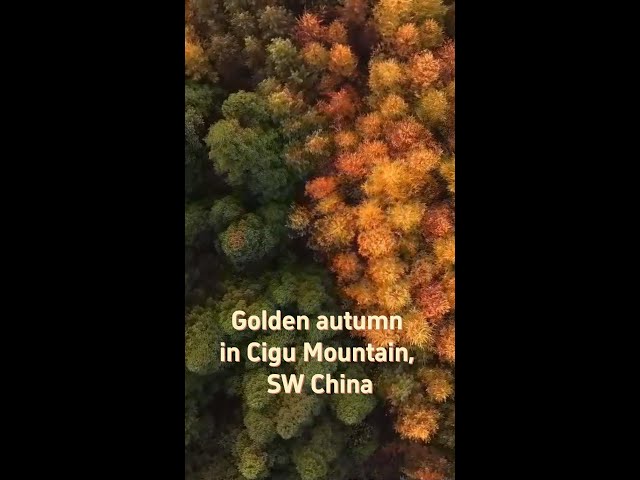 ⁣Discover golden autumn in Cigu Mountain, SW China