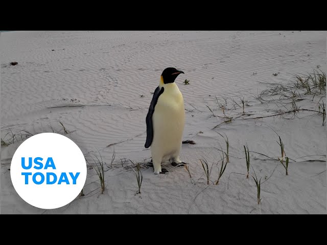 ⁣First emperor penguin known to reach Australia | USA TODAY