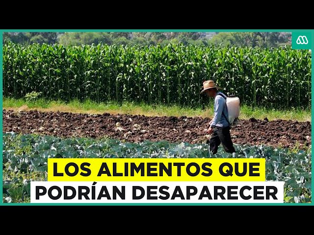 ⁣Cinco alimentos podrían desaparecer en el mundo