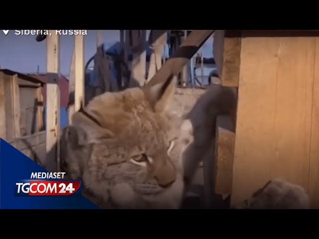 ⁣Siberia, lince salvata dalla cima di un palo della corrente elettrica