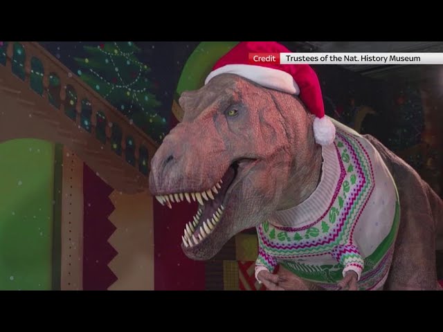 ⁣Londra, anche il T-Rex del museo si prepara al Natale