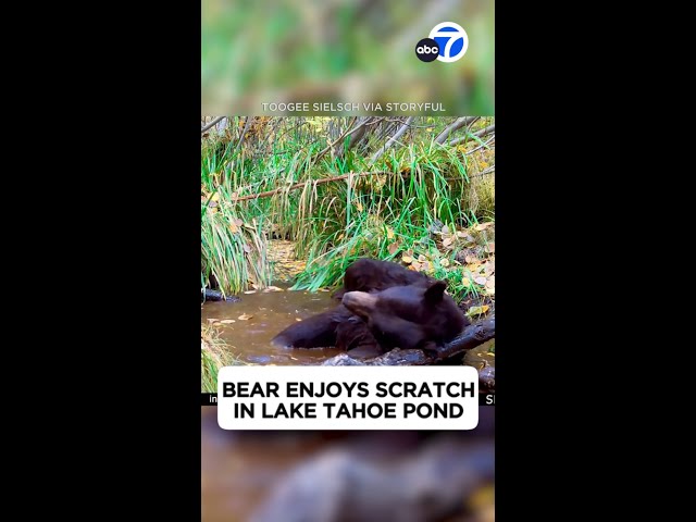 ⁣Bear enjoys scratch in Lake Tahoe pond