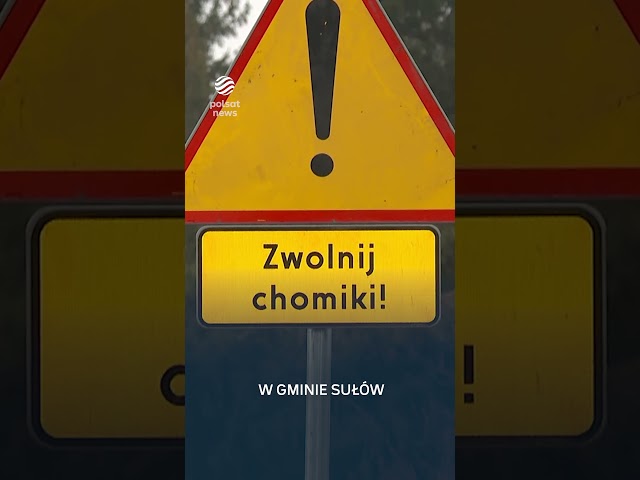 ⁣"Zwolnij, chomiki". Nietypowe znaki drogowe przy polskiej drodze