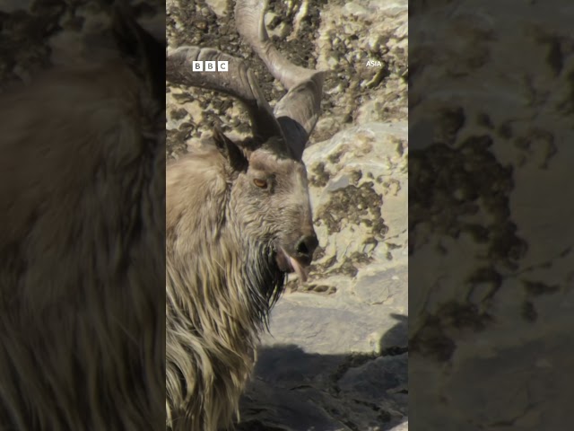 ⁣Markhor mountain goats flirt with their tongues out