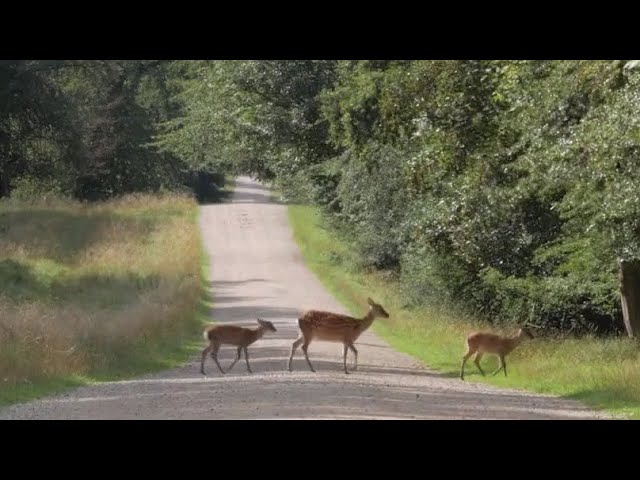 ⁣IDOT issues advice for motorists who encounter deer on the roads