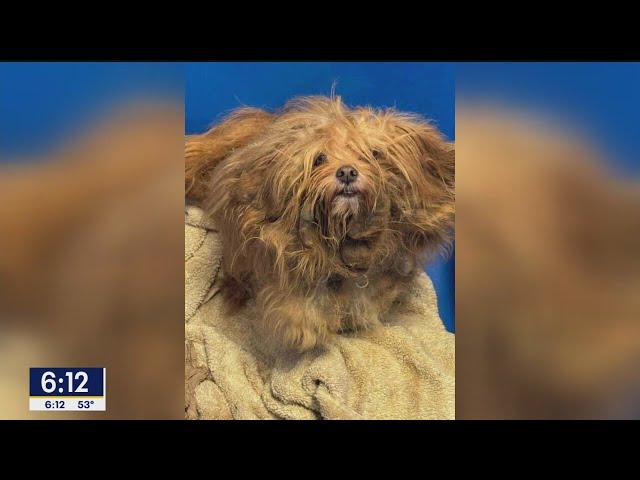 ⁣Horrifically matted dog get a new look and a new home