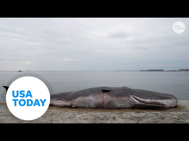 ⁣Beached whale art installation appears near COP29 talks