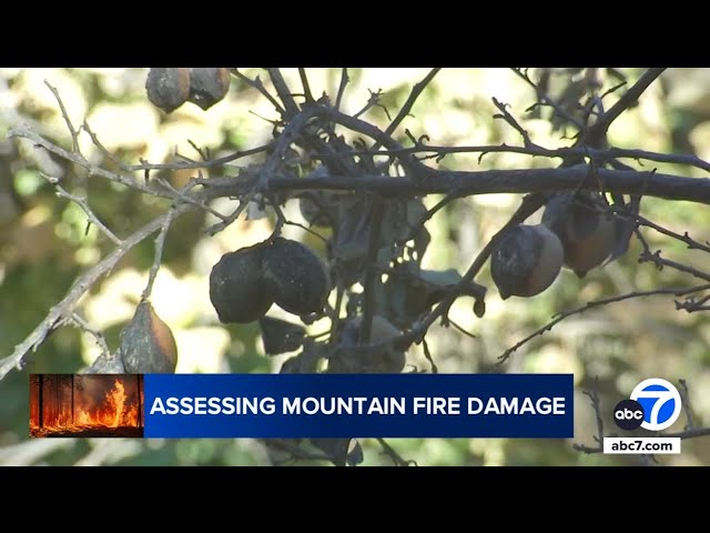 ⁣How Mountain Fire crop devastation will impact Ventura County farmers