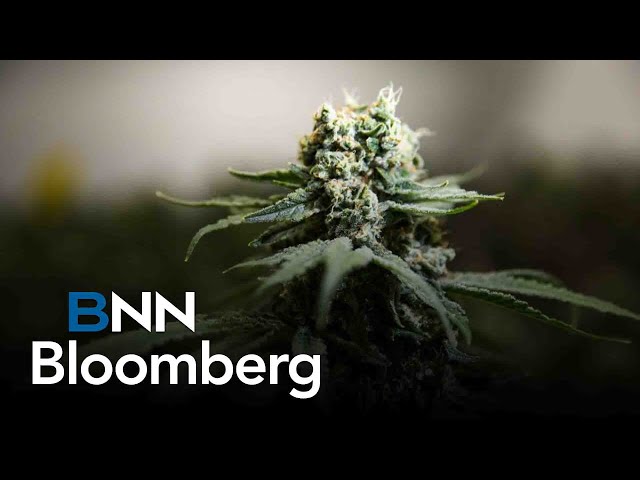 ⁣Spinach cannabis boosts Cronos Q3 earnings: CEO