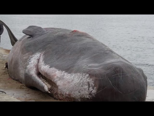 ⁣Whale carcass model arrives on shore of Caspian Sea