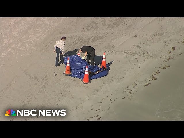 ⁣Human head washes ashore on Florida beach